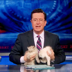 Stephen Colbert kisses kittens