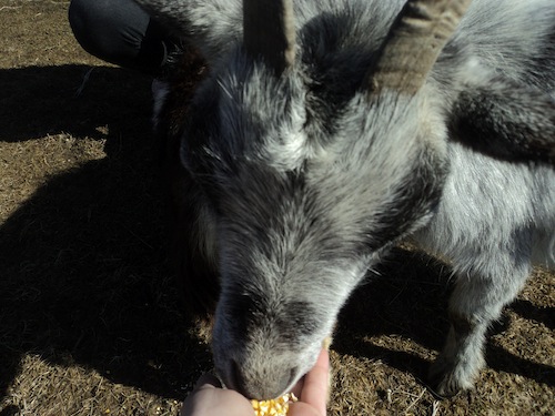 Pawsitively Pets Goat