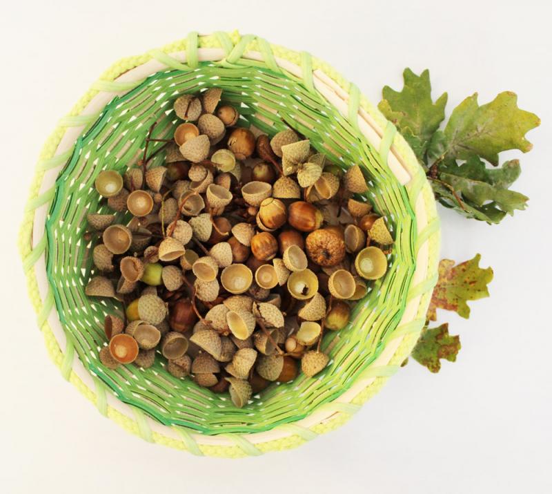 A basket full of acorns and acorn caps.