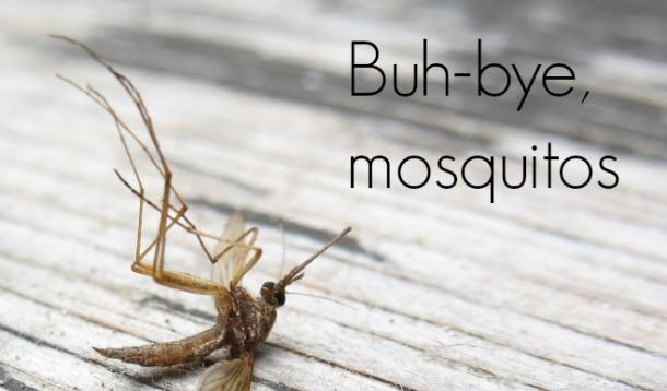 8 Tips for Avoiding Mosquitos
