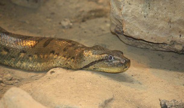 anaconda snake 