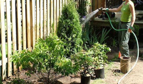 Need a little separation between you and the neighbours? Here's how to do it right! | Backyard Renovation | Gardening | DIY | YummyMummyClub.ca