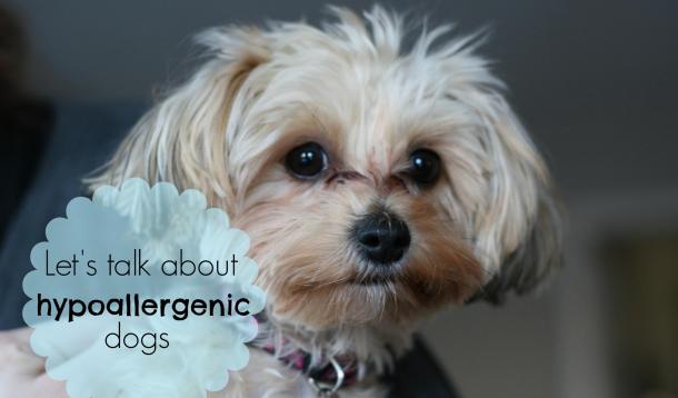 Do hypoallergenic dogs exist?