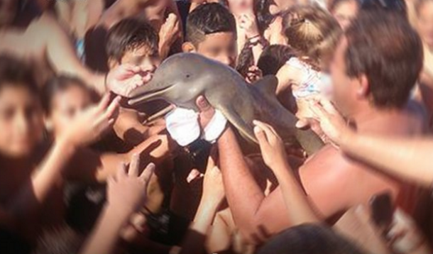 Beachgoers leave baby dolphin for dead | YummyMummyClub.ca 