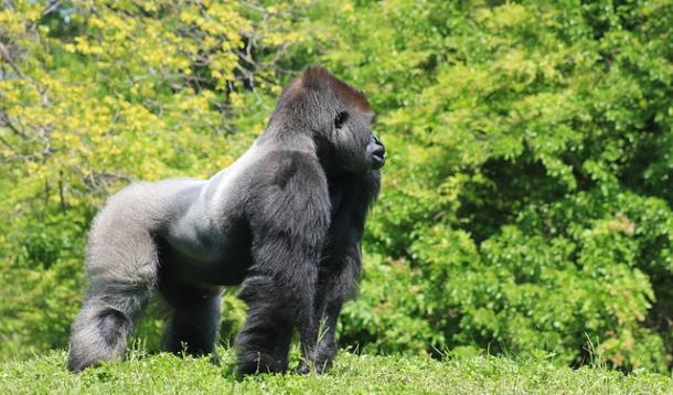 Gorilla Killed after child falls in enclosure | YummyMummyClub.ca 