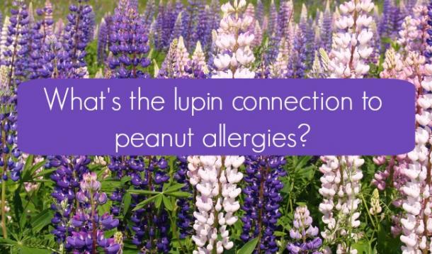Lupins may be a threat to those with legume and peanut allergies. Find out why.
