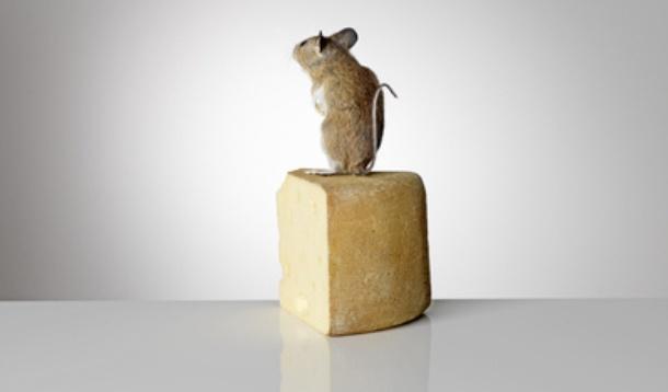 taxidermy_mouse