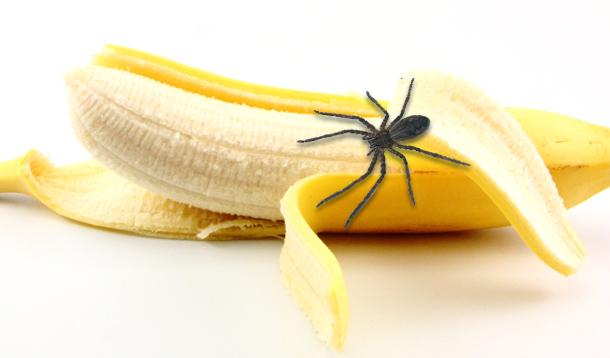brazilian wandering spider in banana