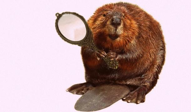 beaver holding a mirror