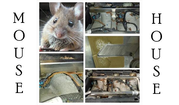 Rodents in your car