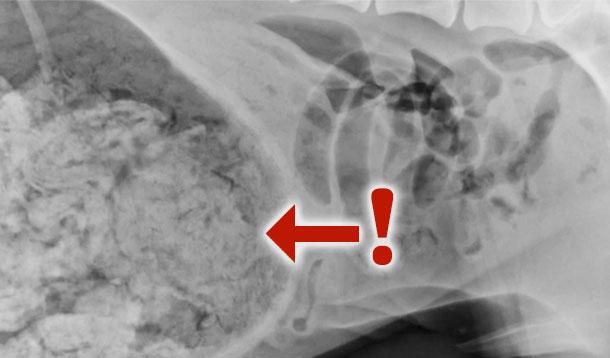 You'll Never Believe What Was Inside This Dog's Stomach