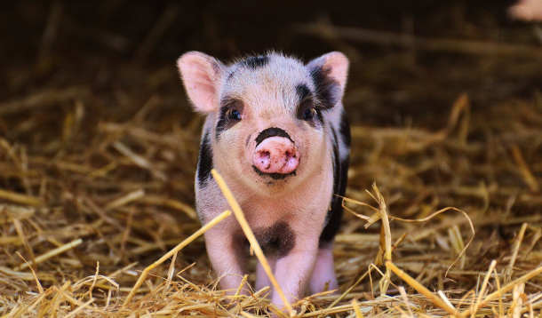 baby piglet looking directly at camera, sitting in straw