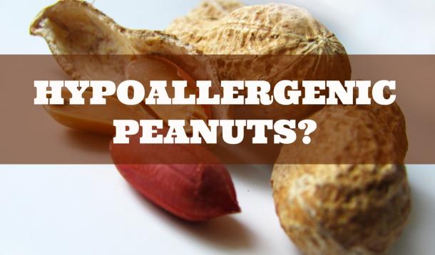 Could hypoallergenic peanuts help or hinder allergy education?