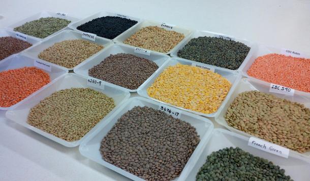 different kinds of lentils
