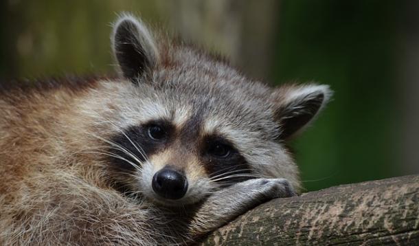 Raccoon as Therapy Pet? | YummyMummyClub.ca 