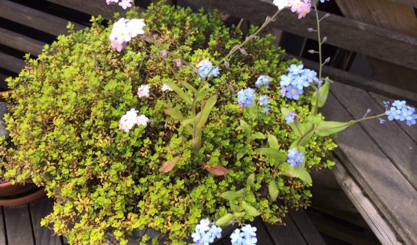 thyme and forget-me-nots