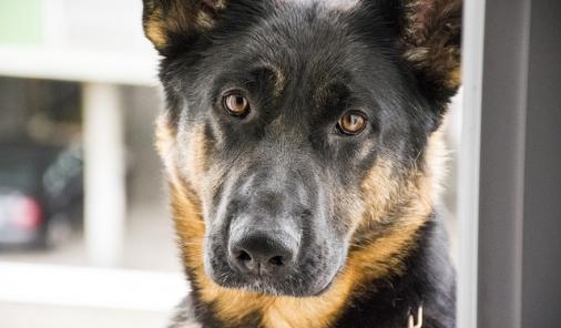 Drug sniffing dogs hired by parents | YummyMummyClub.ca 