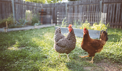 Backyard Chickens for the Summer