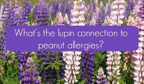 Lupins may be a threat to those with legume and peanut allergies. Find out why.