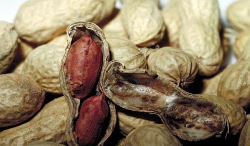 Peanut desensitization gives hope to allergic people.