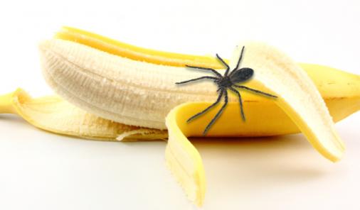 brazilian wandering spider in banana