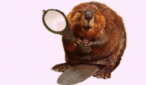 beaver holding a mirror
