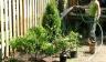 Need a little separation between you and the neighbours? Here's how to do it right! | Backyard Renovation | Gardening | DIY | YummyMummyClub.ca