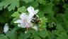 How to Create a Bee-Friendly Space In Your Own Backyard