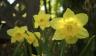Spring Blooms, Daffodil planting tips 
