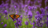 Plant Smart! 5 Edible Plants to Attract Bees, Butterflies, and People