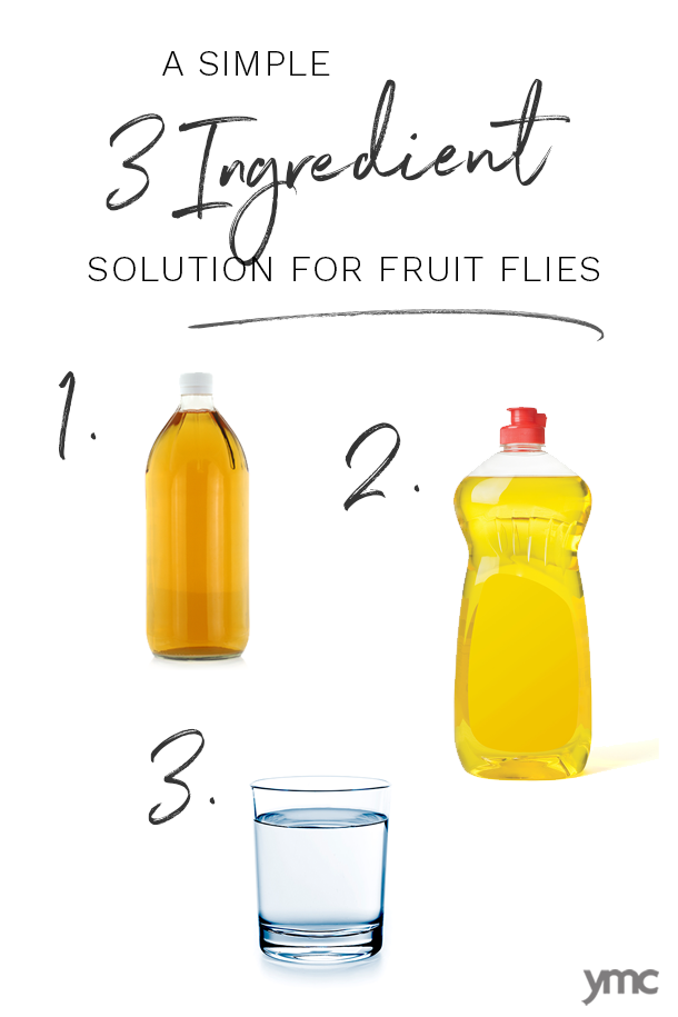 How to Get Rid of Fruit Flies (3 Simple Steps) 