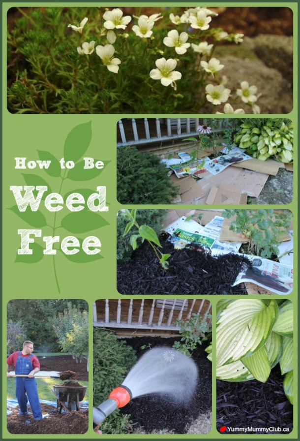 Want to be weed free in your garden for 2016? Before the snow starts flying, follow this easy, DIY hack! No chemicals required. | Gardening | Yard Tips | YummyMummyClub.ca