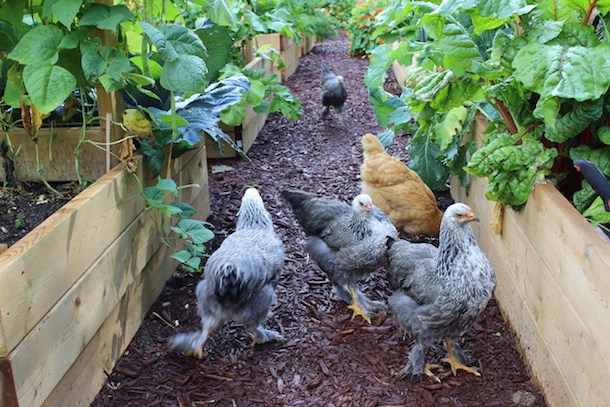 Have a dream of owning chickens and getting fresh eggs out of your backyard? Want urban chickens? Better read this post about the true cost!