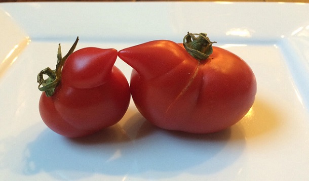 ugly tomatoes