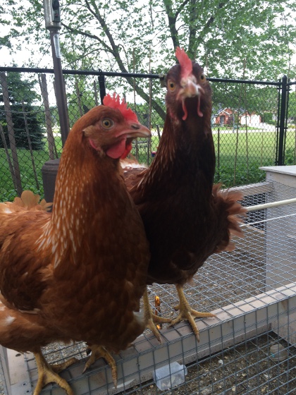 Backyard Chickens for Families