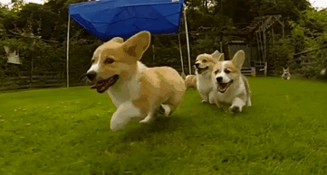 cute corgie pups running at a family barbecue