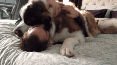 large dog snuggling with owner